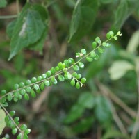 Diospyros nummulariifolia Kosterm.